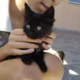 Não possuem nome ainda são filhotes