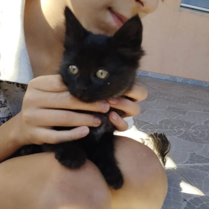 Gato raça  idade 2 a 6 meses nome Não possuem nome ainda são filhotes