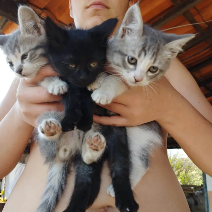 Gato raça  idade 2 a 6 meses nome Não possuem nome ainda são filhotes