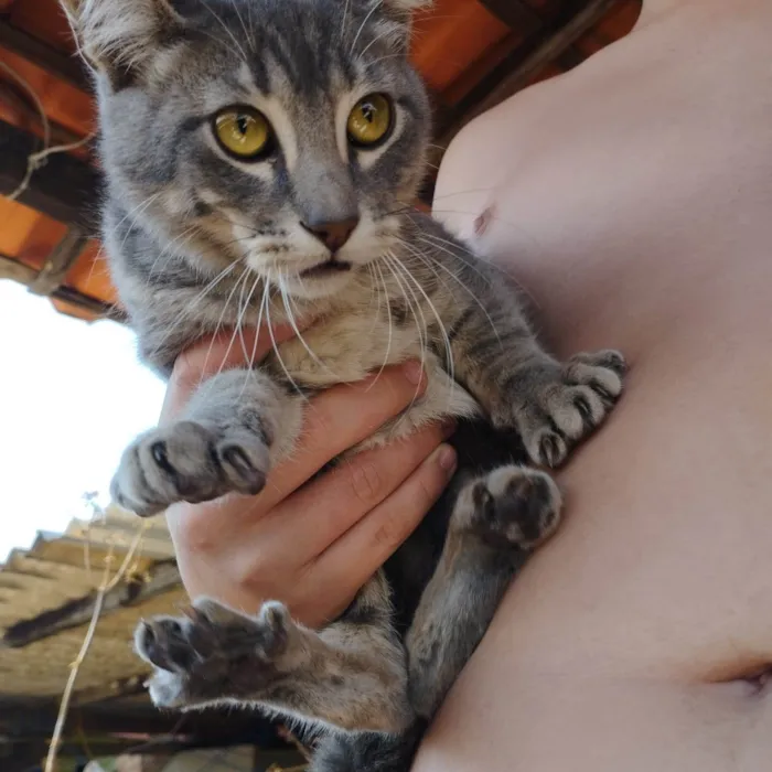 Gato raça  idade 2 a 6 meses nome Não possuem nome ainda são filhotes