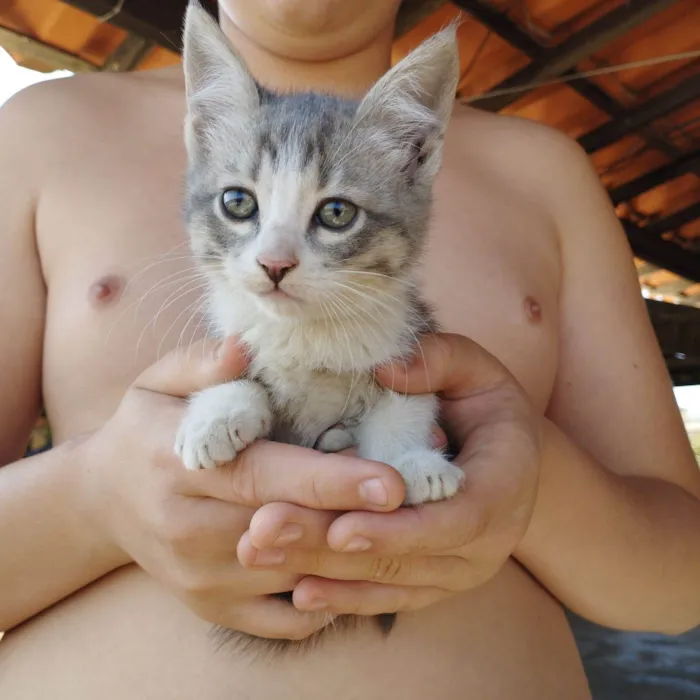 Gato raça  idade 2 a 6 meses nome Não possuem nome ainda são filhotes