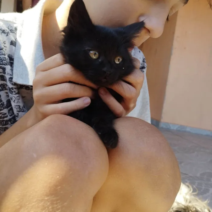 Gato raça  idade 2 a 6 meses nome Não possuem nome ainda são filhotes