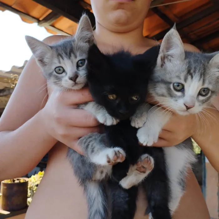 Gato raça  idade 2 a 6 meses nome São filhotes 