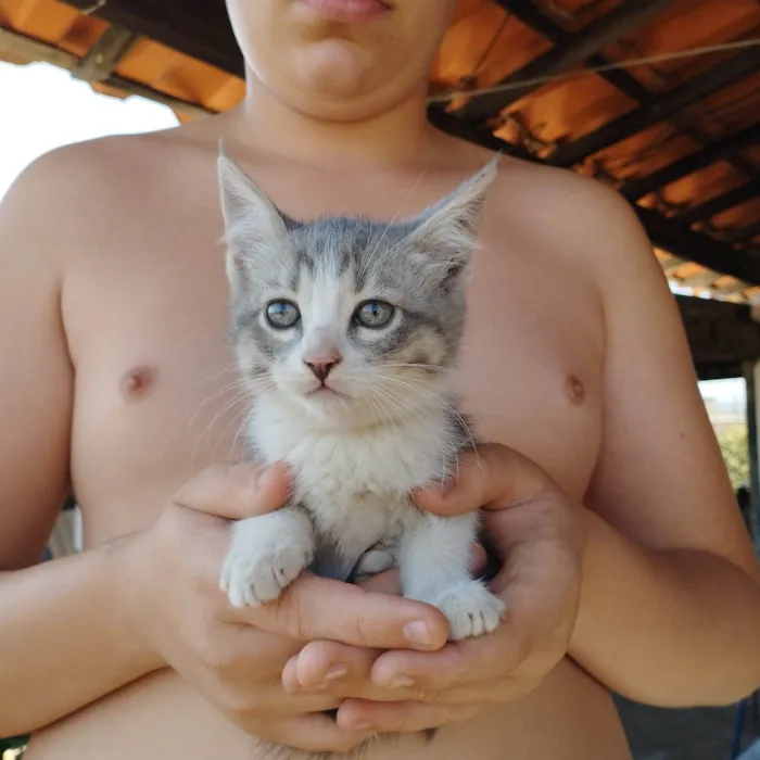 Gato raça  idade 2 a 6 meses nome São filhotes 