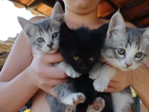 Gato raça  idade 2 a 6 meses nome São filhotes 