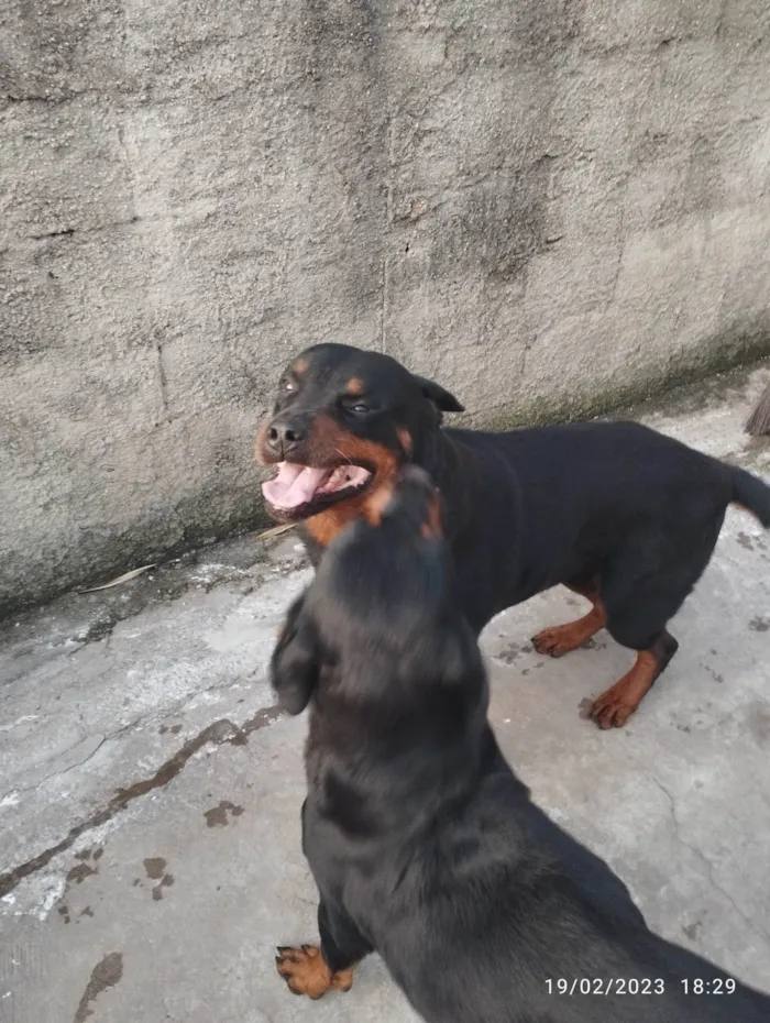 Cachorro ra a Rottweiler idade 6 ou mais anos nome Thor e Pandora