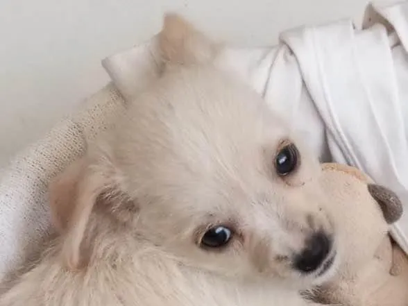 Cachorro ra a Sem raça definida  idade Abaixo de 2 meses nome Sem nome 