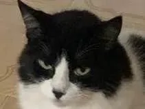 Gato raça N/A idade 4 anos nome Alice