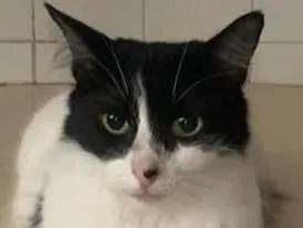 Gato raça N/A idade 4 anos nome Matilda