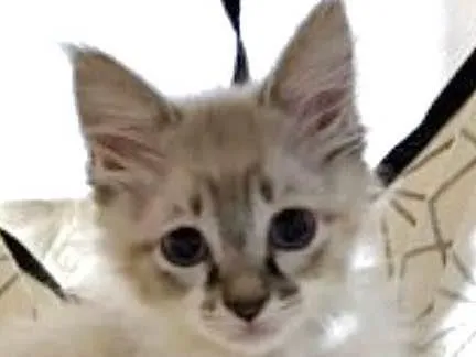 Gato raça SRD-ViraLata idade Abaixo de 2 meses nome Nuvem