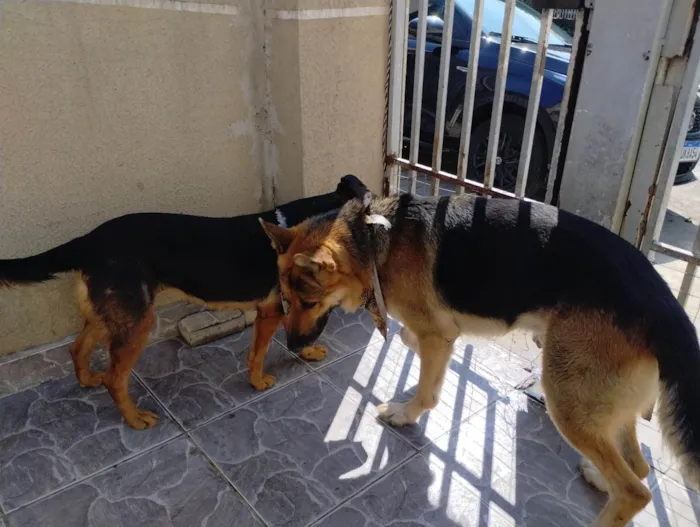 Cachorro ra a Pastor Alemão idade 6 ou mais anos nome YURI SANCHEZ