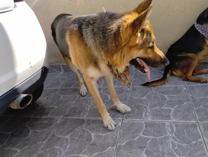 Cachorro ra a Pastor Alemão idade 6 ou mais anos nome YURI SANCHEZ