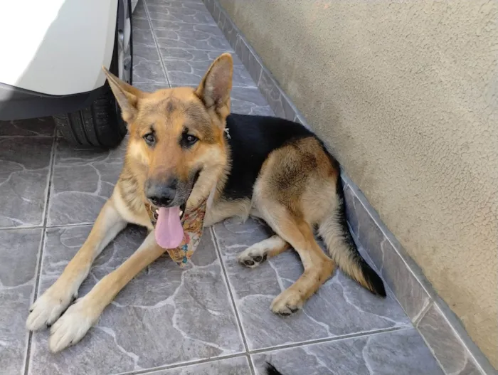 Cachorro ra a Pastor Alemão idade 6 ou mais anos nome YURI SANCHEZ