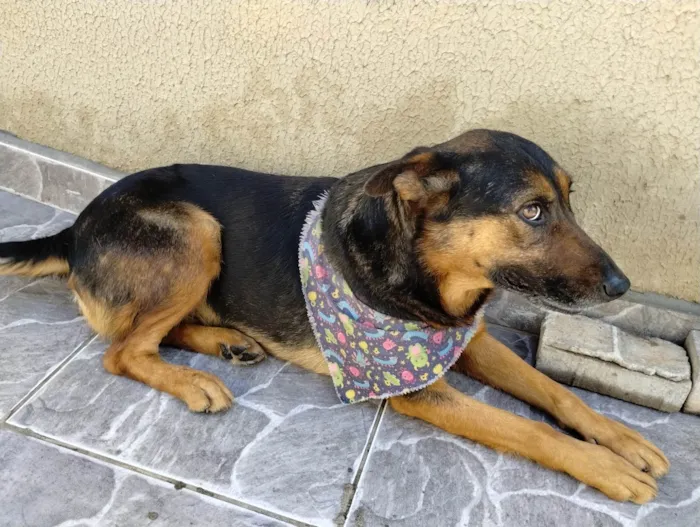 Cachorro ra a Pastor Alemão idade 6 ou mais anos nome YURI SANCHEZ