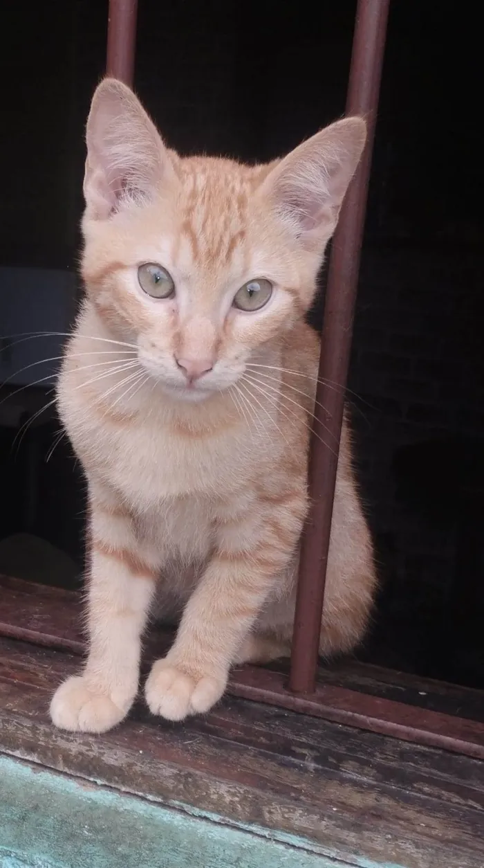 Gato ra a SRD-ViraLata idade 2 a 6 meses nome Loiro