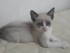 Gato raça Srd idade Abaixo de 2 meses nome Cice