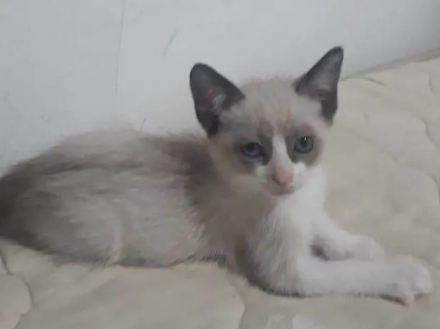 Gato raça Srd idade Abaixo de 2 meses nome Cice