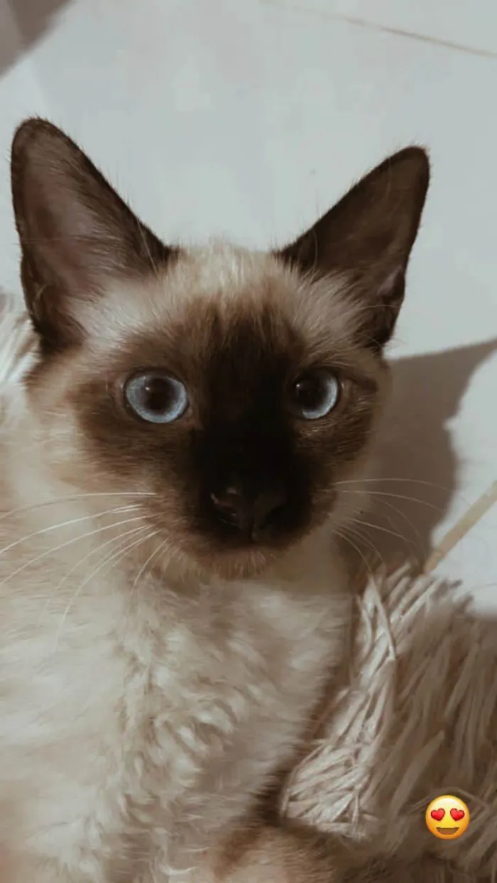 Gato raça Siamês idade 1 ano nome Mel 