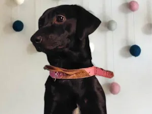 Cachorro raça SRD-ViraLata idade 1 ano nome Amora