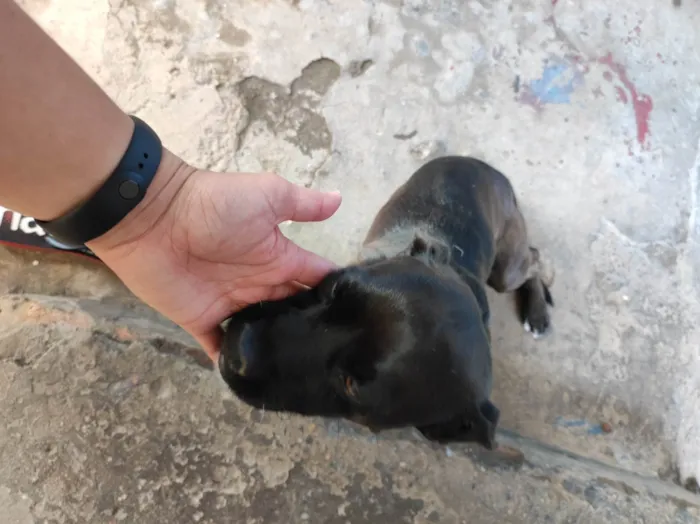 Cachorro ra a Vira lata  idade 6 ou mais anos nome Stallone