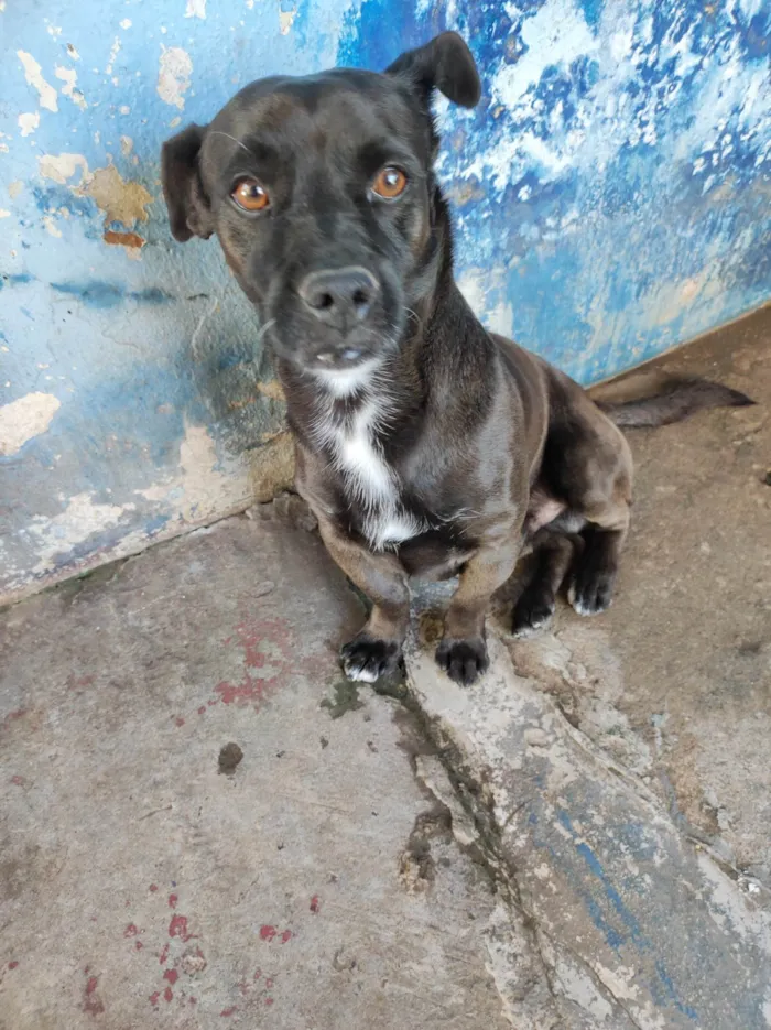 Cachorro ra a Vira lata  idade 6 ou mais anos nome Stallone