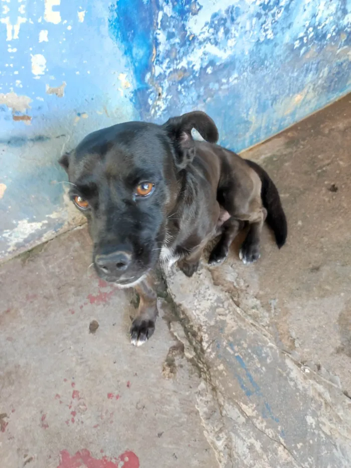 Cachorro ra a Vira lata  idade 6 ou mais anos nome Stallone