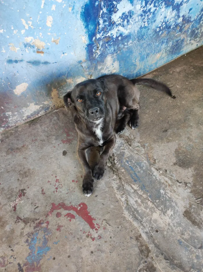 Cachorro ra a Vira lata  idade 6 ou mais anos nome Stallone