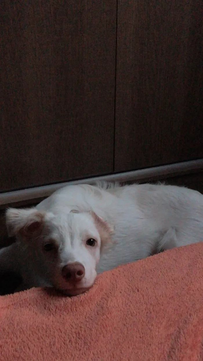 Cachorro ra a  idade 7 a 11 meses nome Bolt