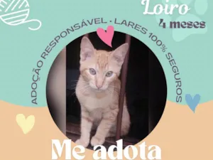 Gato raça SRD-ViraLata idade 2 a 6 meses nome Loiro