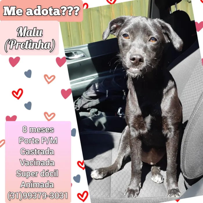 Cachorro raça SRD-ViraLata idade 7 a 11 meses nome Malu