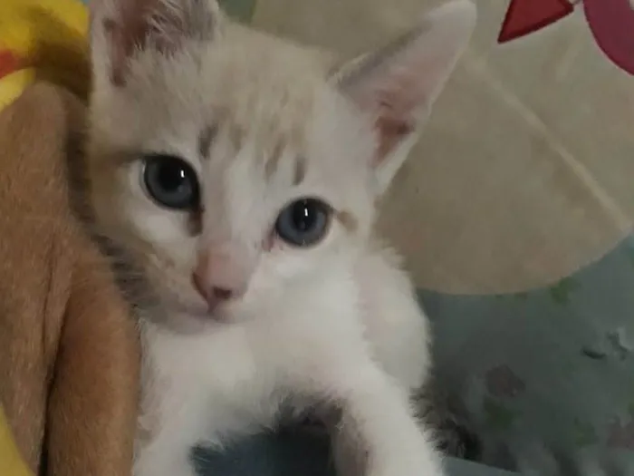 Gato raça Srd idade Abaixo de 2 meses nome Lala