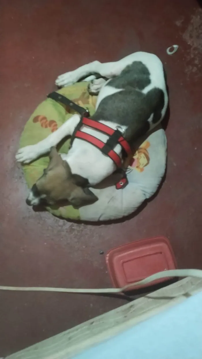 Cachorro ra a Misturado de americano  idade 2 a 6 meses nome Gustavo 