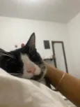 Pinguinho