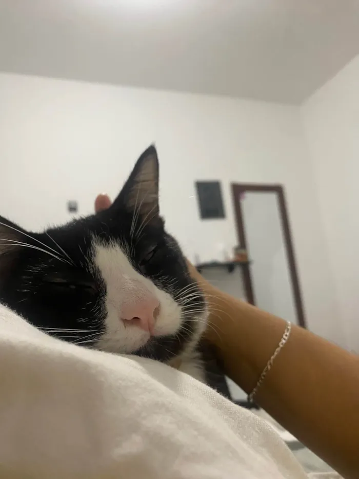 Gato raça Gato idade 7 a 11 meses nome Pinguinho