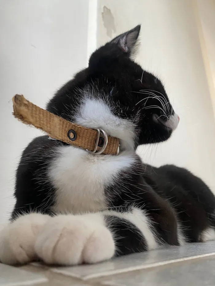 Gato raça Gato idade 7 a 11 meses nome Pinguinho