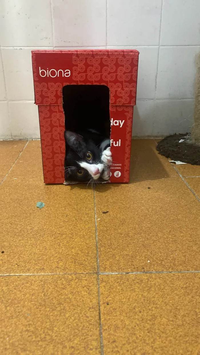 Gato raça Gato idade 7 a 11 meses nome Pinguinho