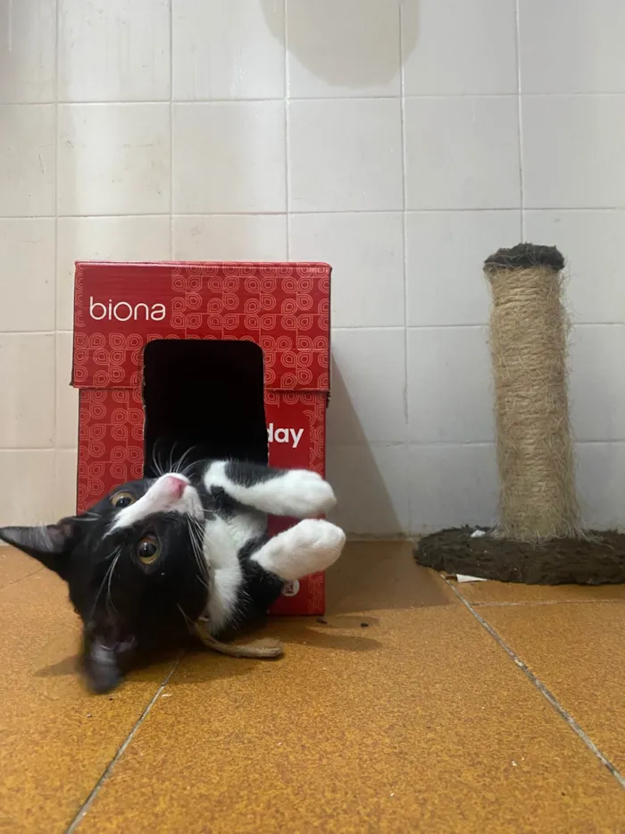 Gato raça Gato idade 7 a 11 meses nome Pinguinho