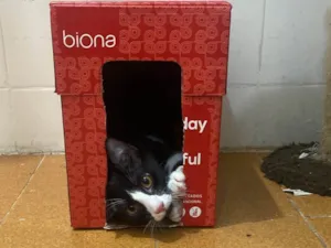 Gato raça Gato idade 7 a 11 meses nome Pinguinho