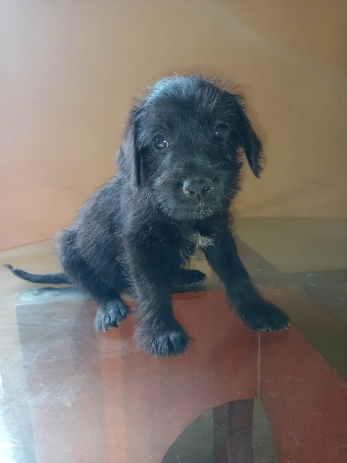 Cachorro ra a SRD idade 2 a 6 meses nome Nome não definido 