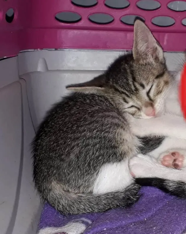 Gato raça Srd idade Abaixo de 2 meses nome Lili
