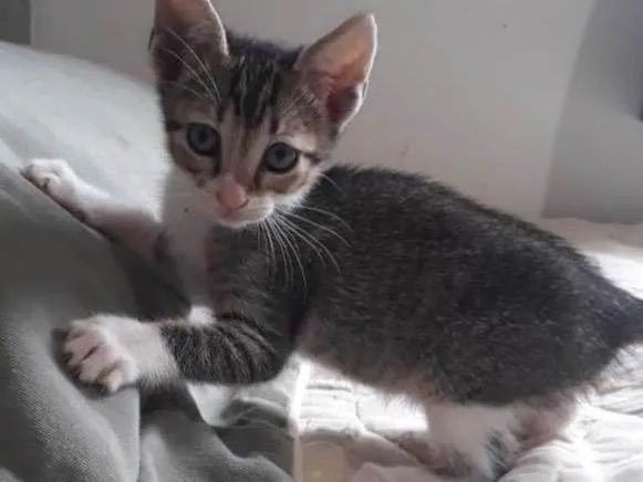 Gato raça Srd idade Abaixo de 2 meses nome Lili