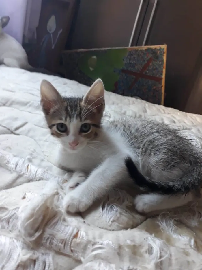 Gato raça SRD-ViraLata idade Abaixo de 2 meses nome Ronron