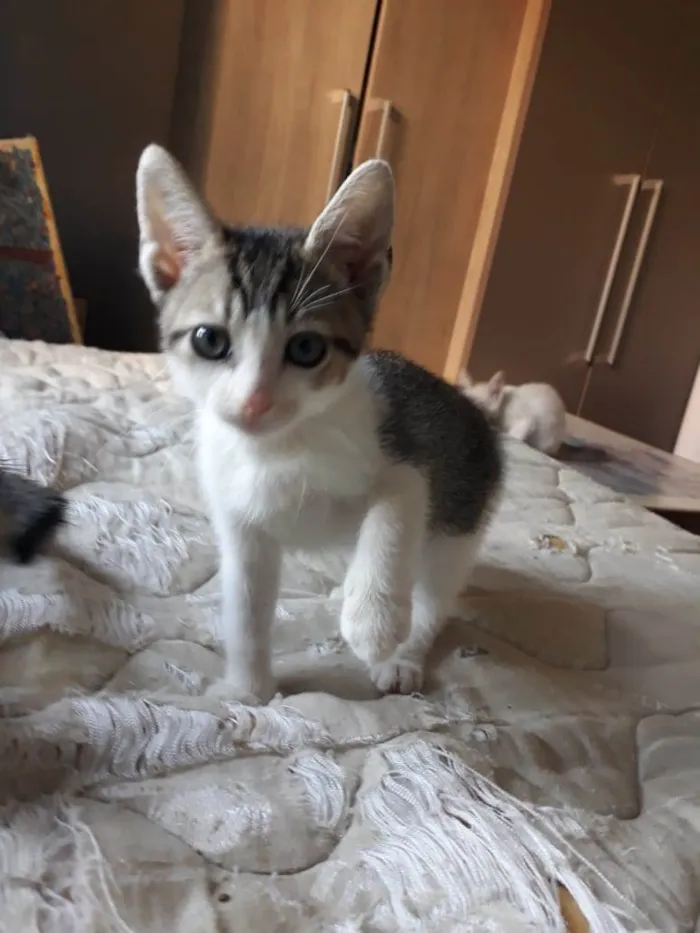 Gato raça SRD-ViraLata idade Abaixo de 2 meses nome Ronron