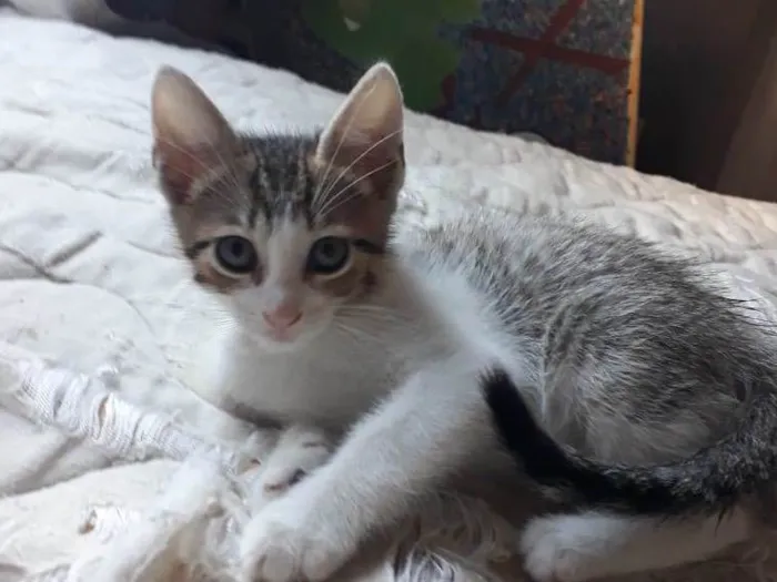 Gato raça SRD-ViraLata idade Abaixo de 2 meses nome Ronron