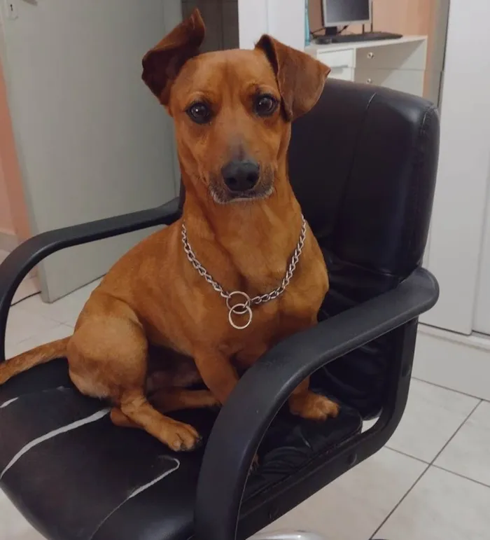 Cachorro ra a Salsicha  idade 5 anos nome Sam