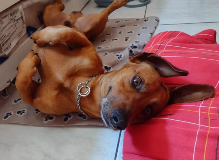 Cachorro ra a Salsicha  idade 5 anos nome Sam