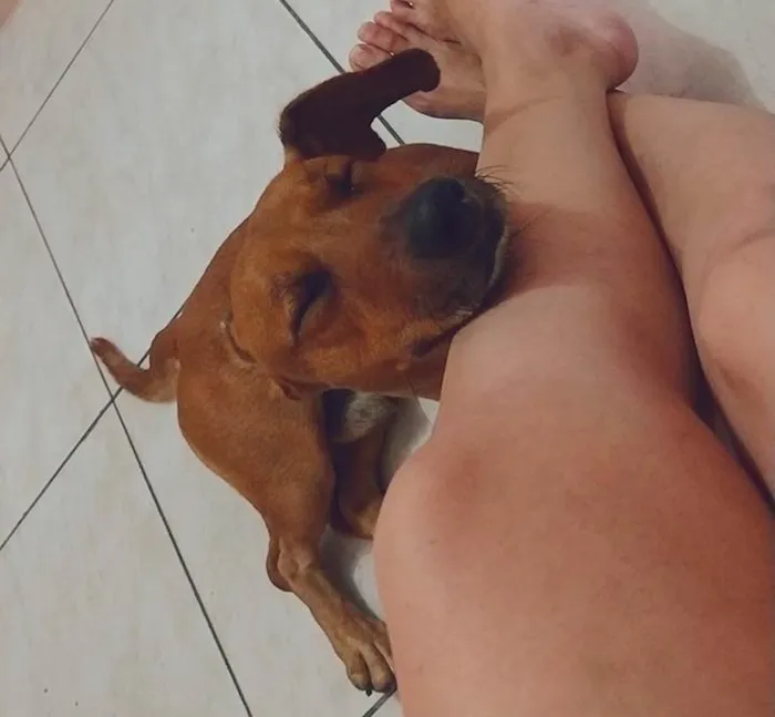 Cachorro ra a Salsicha  idade 5 anos nome Sam