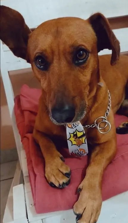 Cachorro ra a Salsicha  idade 5 anos nome Sam