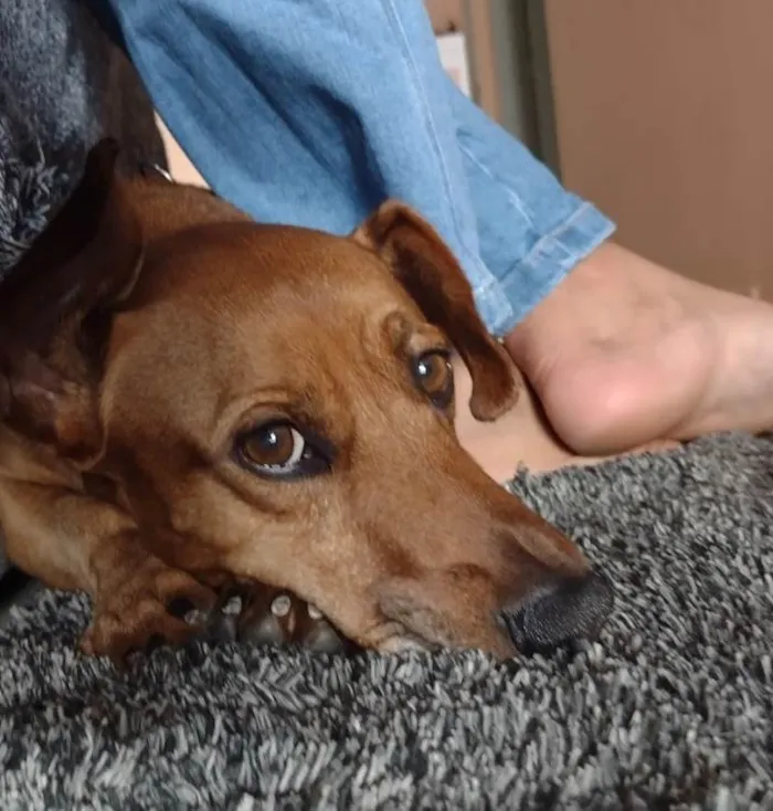 Cachorro ra a Salsicha  idade 5 anos nome Sam