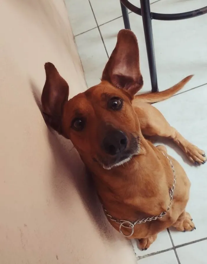 Cachorro ra a Salsicha  idade 5 anos nome Sam